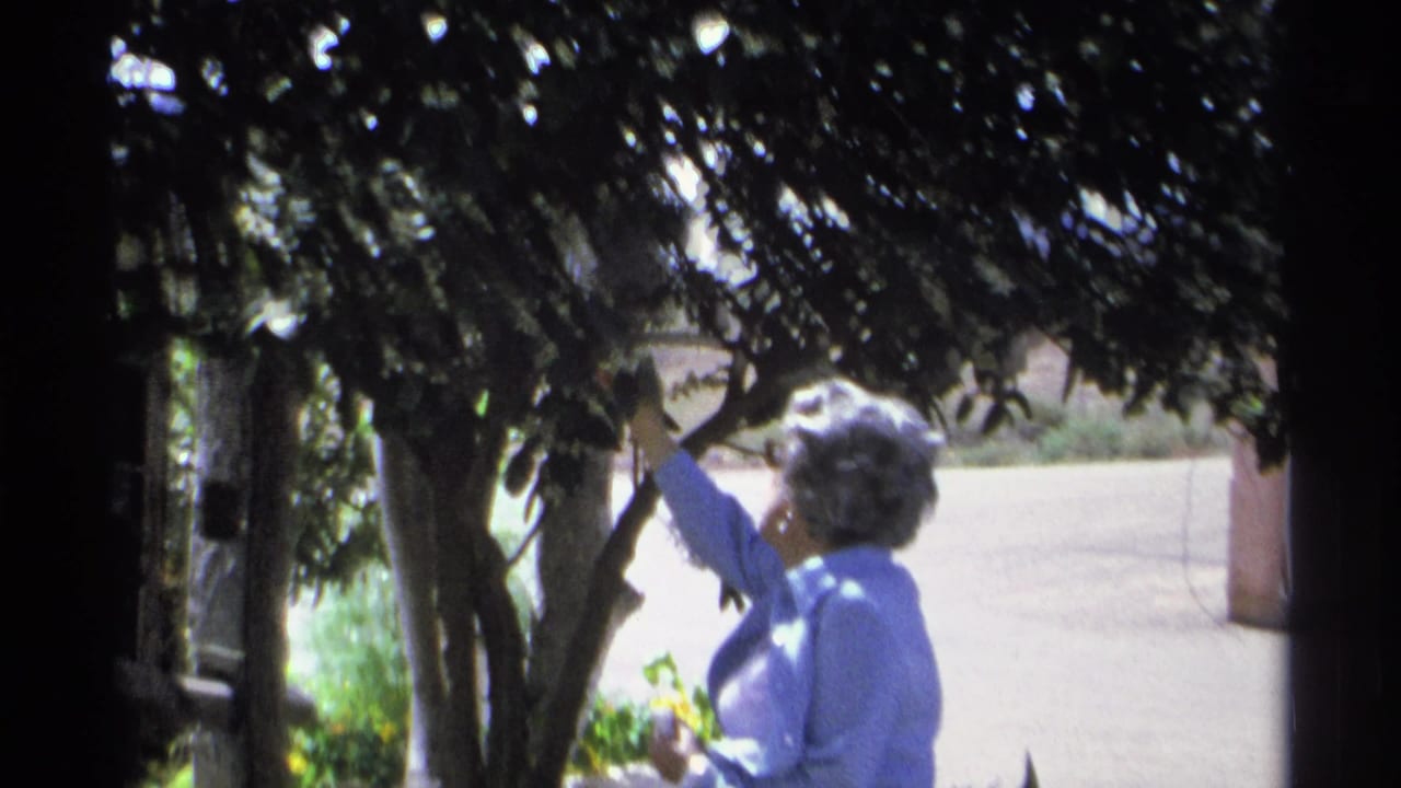 Woman in a blue cardigan reaches into a leafy tree beside a paved residential area.