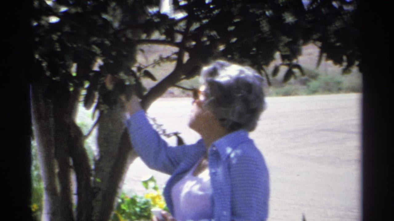 The woman reaches into the tree canopy while standing near a bright paved area in Guaymas, Mexico.