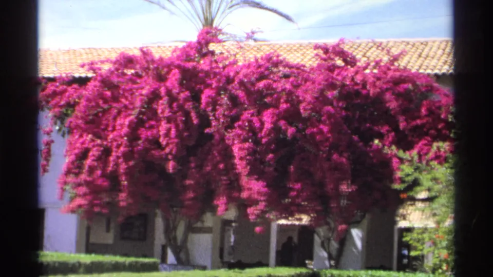 1975 Guaymas home-movie frame dominated by pink bougainvillea in front of the Hotel Playa de Cortes garden and white facade.