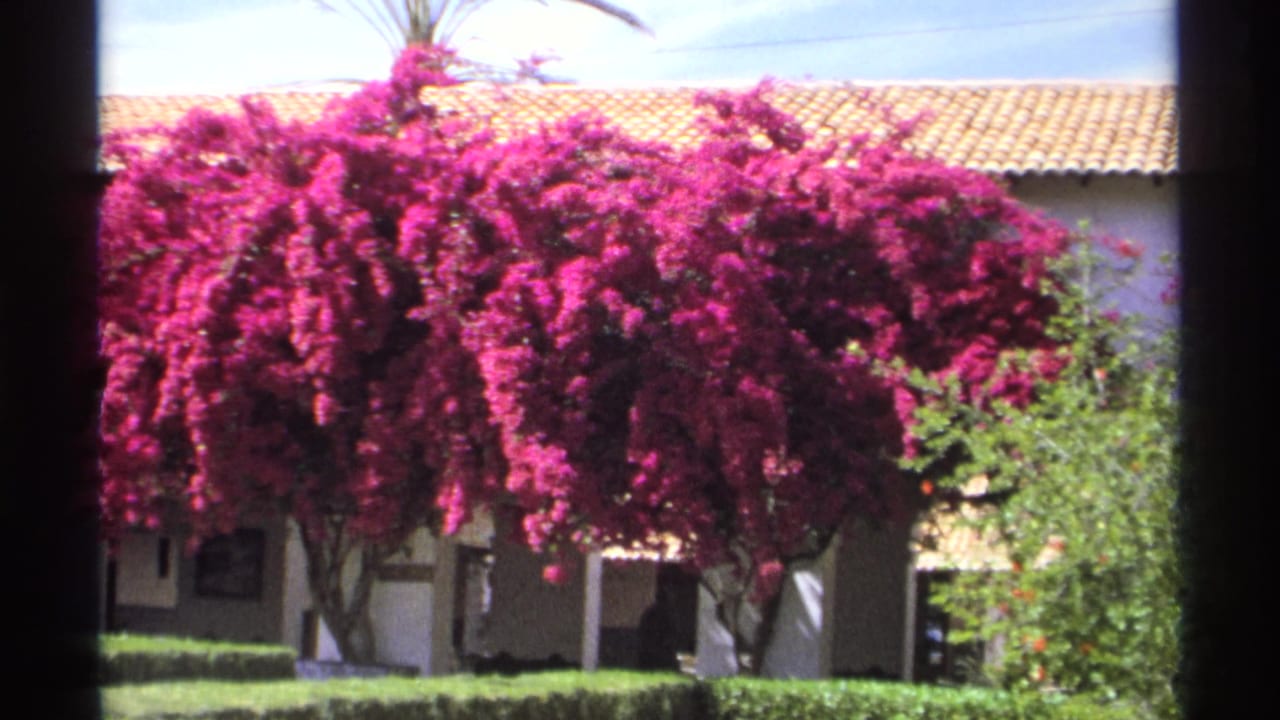 Bougainvillea in bloom outside a white building, seen through dark window bars.