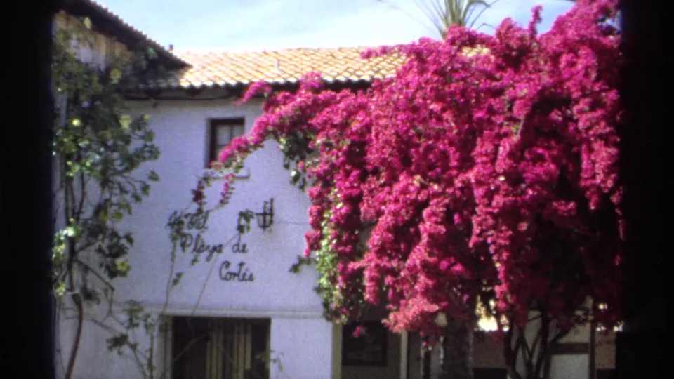 Guaymas hotel exterior with dense magenta bougainvillea, white stucco wall, tiled roof, vines, and the Playa de Cortes sign.