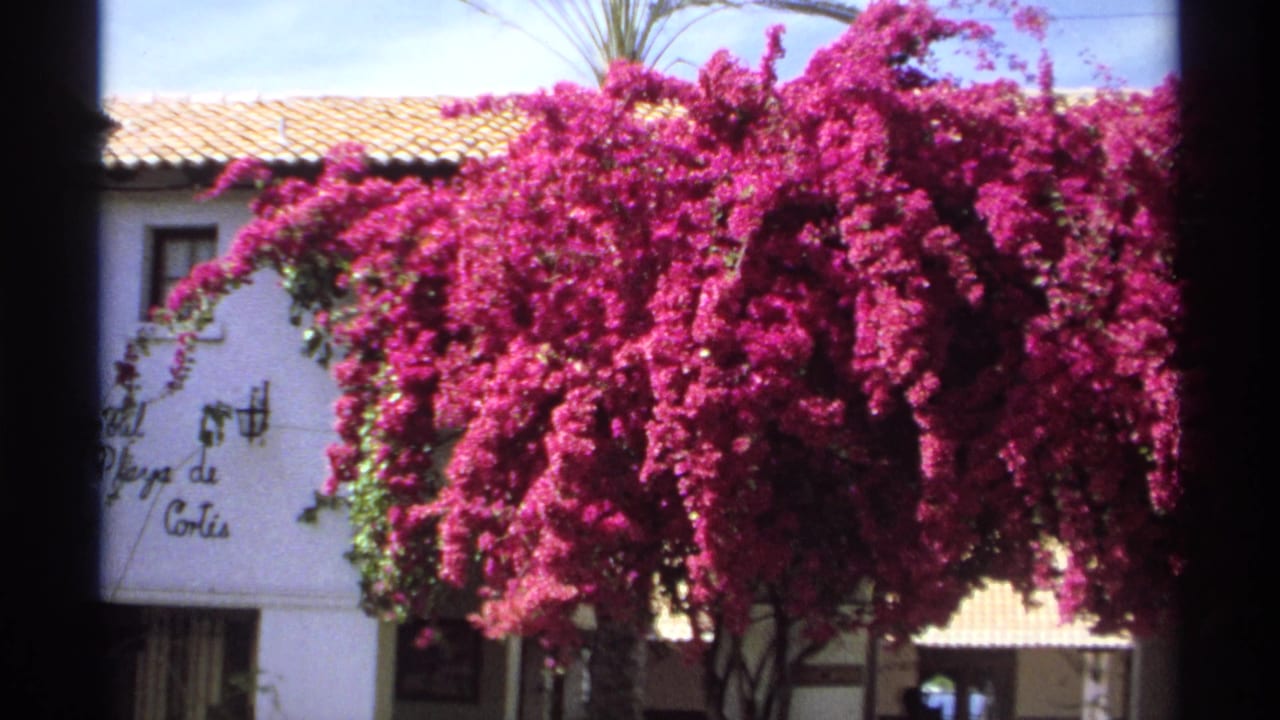A flowering bougainvillea tree stands in front of a white building with tiled roof and signage.