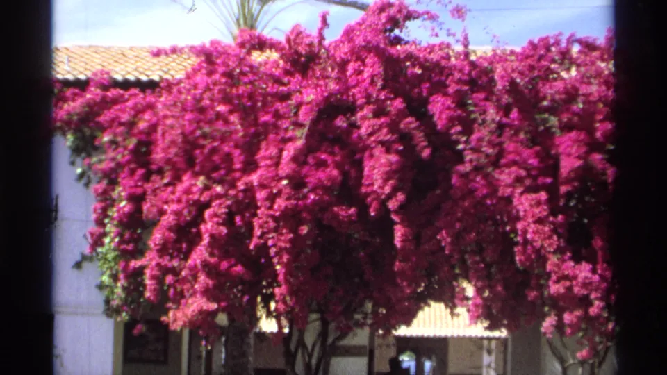 1975 Guaymas frame focused on a large pink bougainvillea tree, with stucco wall, tiled awning, and small distant figures in shade.