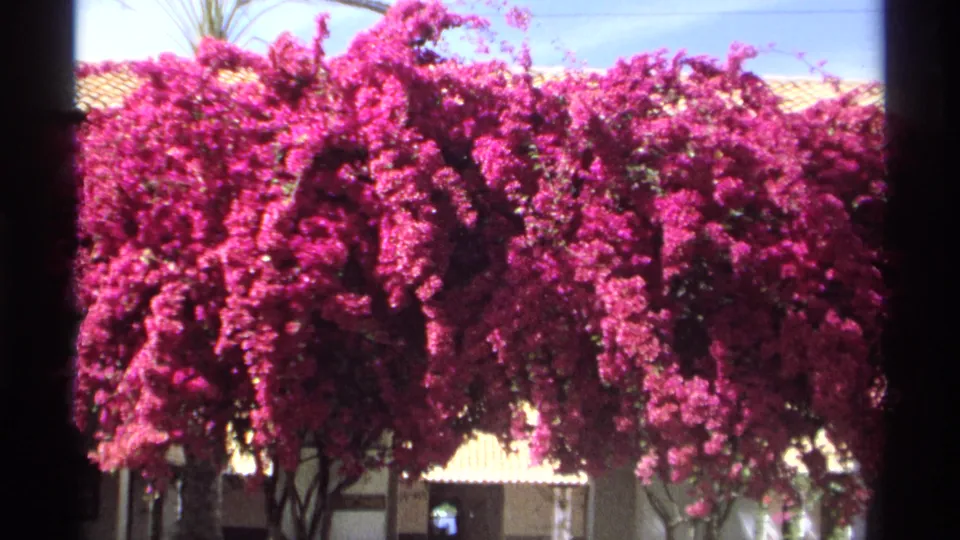 1975 Guaymas home-movie frame where bougainvillea covers most of the hotel exterior, with roof tiles and distant shaded figures visible.