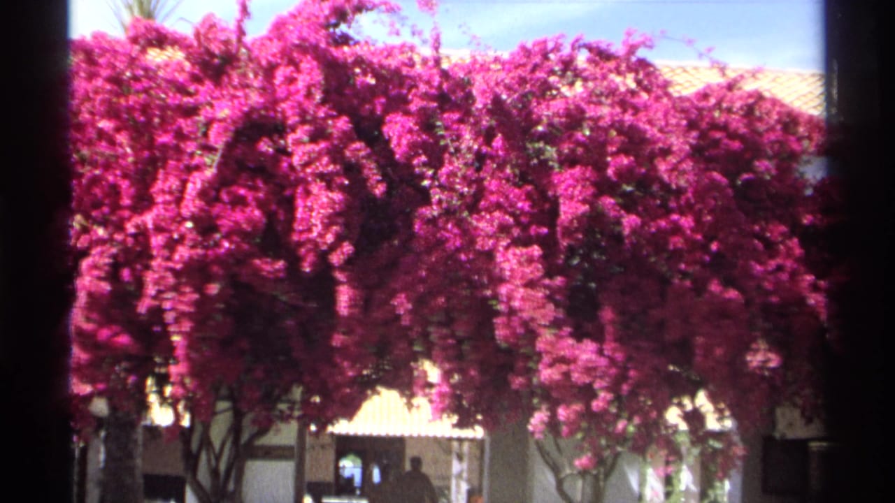 1975 Guaymas 8mm frame of bougainvillea cascading over a pale building, with roof tiles, blue sky, and small figures below.