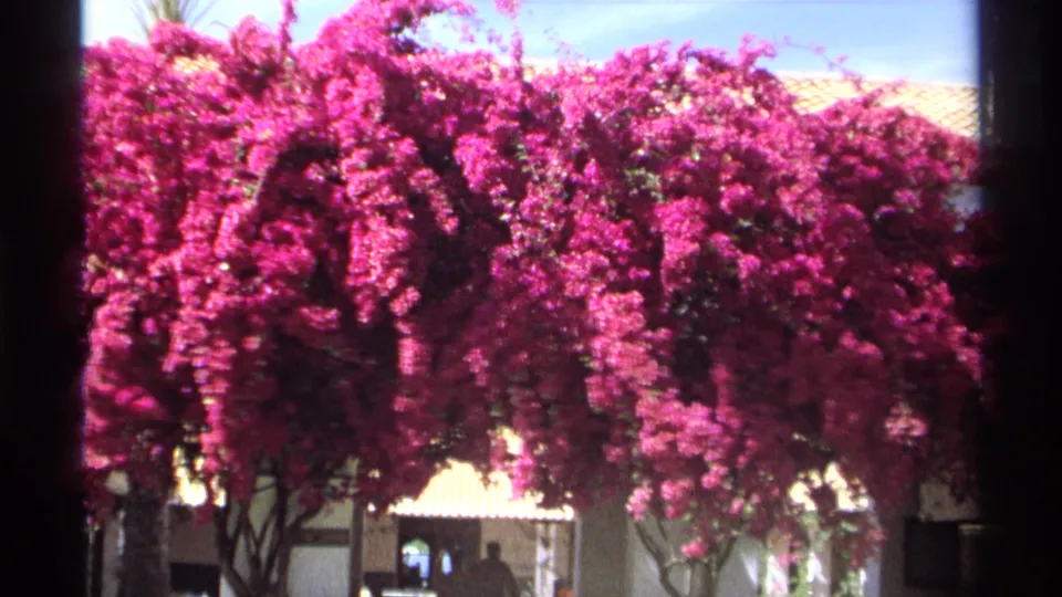1975 Guaymas 8mm frame of bougainvillea cascading over a pale building, with roof tiles, blue sky, and small figures below.