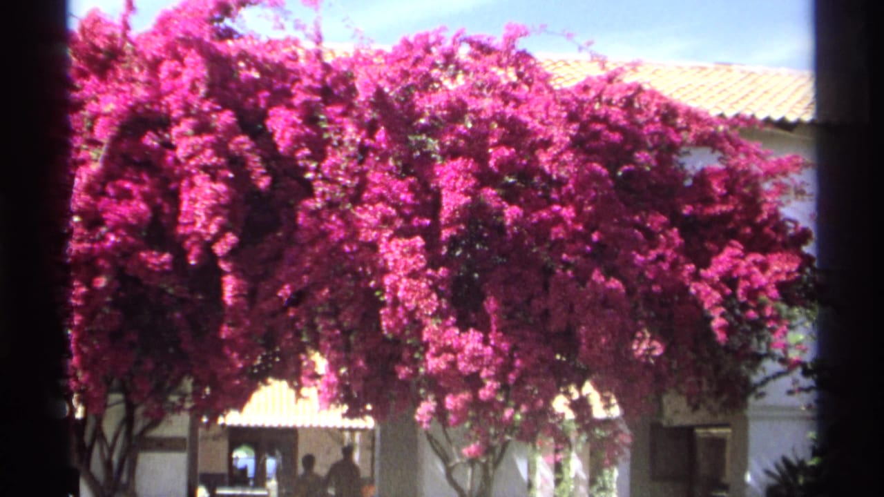 Flowering bougainvillea spreads across a white building facade with roof tiles and silhouettes below.