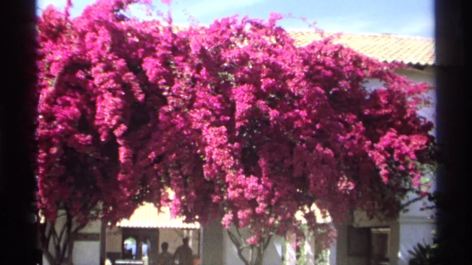 Guaymas, Mexico home-movie frame showing vivid bougainvillea against a white exterior, terracotta roof, and small people in shade.