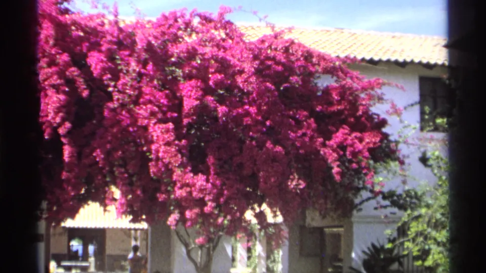 1975 8mm Guaymas view of flowering bougainvillea beside a pale building with tiled roof, greenery, and a person-shaped silhouette below.