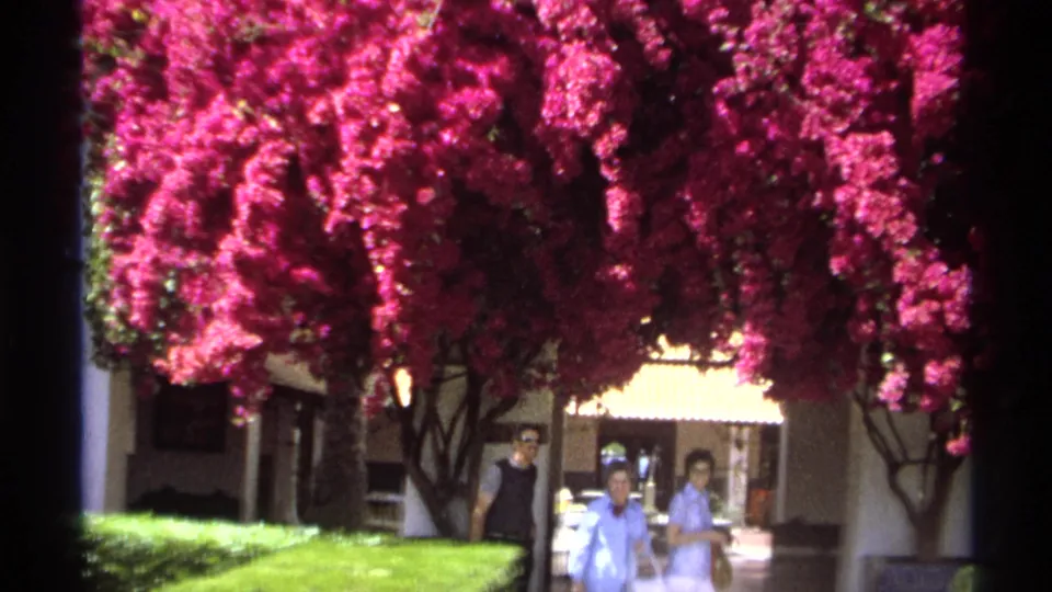 Guaymas 1975 courtyard view dominated by bougainvillea blossoms, with adults moving through the shaded passage.