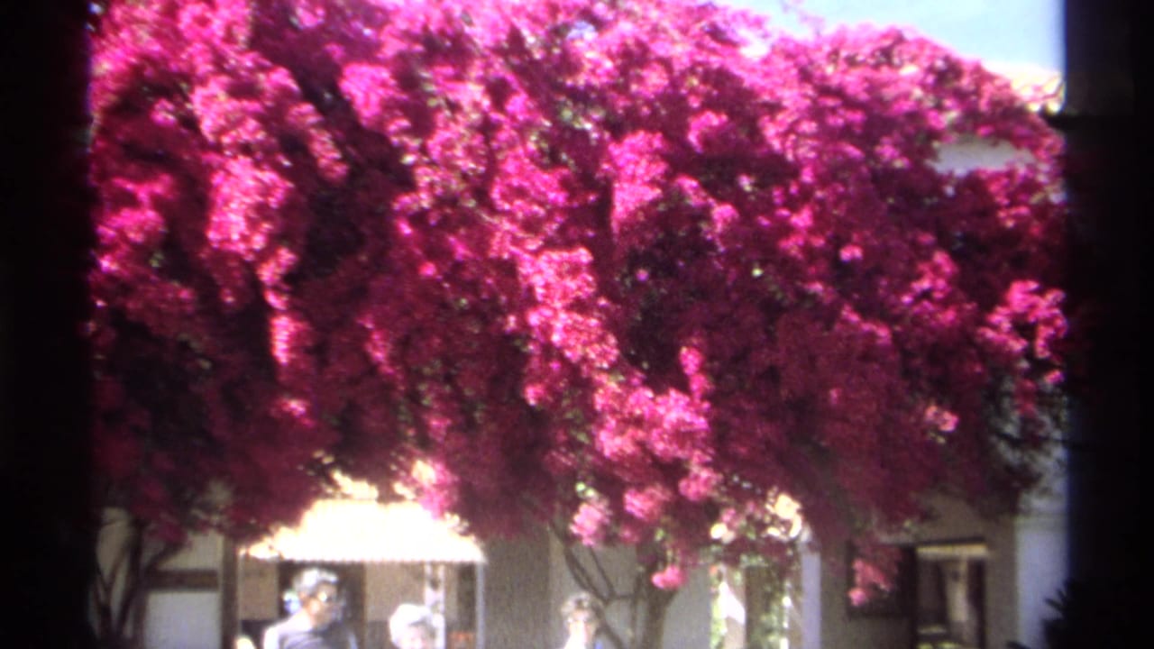 Bougainvillea canopy over a courtyard building with people partly visible below.