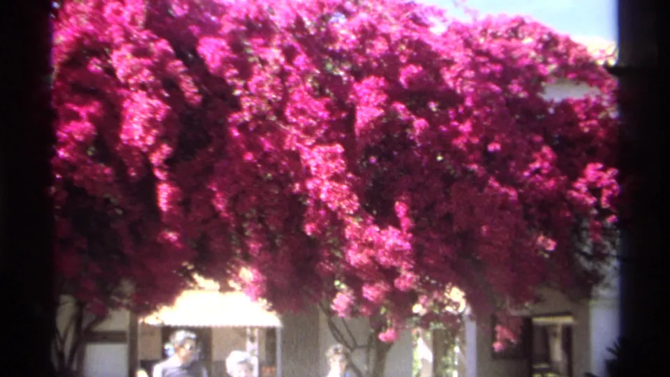 1975 Guaymas home-movie frame showing magenta bougainvillea over a stucco courtyard with pedestrians partly seen in shade.