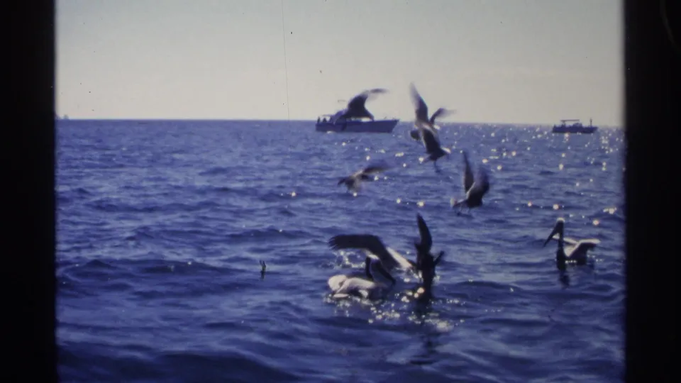 Seagulls or pelicans flock over deep blue water near distant boats in Guaymas, Mexico, in 1975 8mm footage.