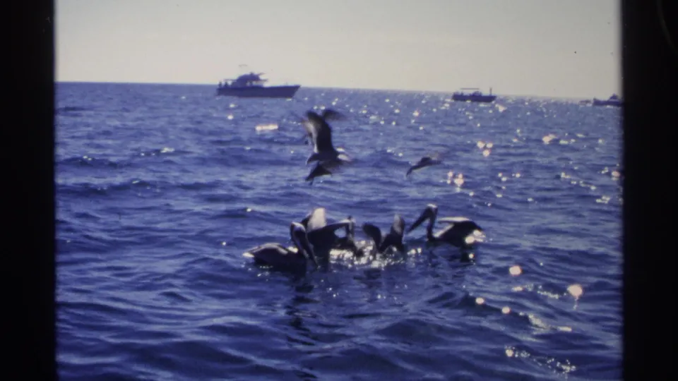 1975 Guaymas frame with seabirds feeding or flocking on blue harbor water, with small boats along the horizon.