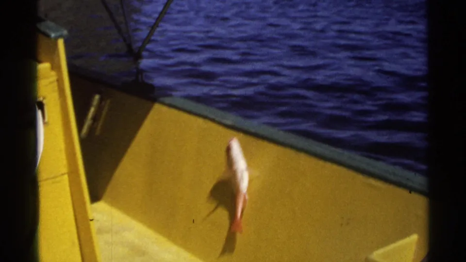 1975 Guaymas fishing-boat frame showing yellow deck rail, rippled blue water, rod lines, and a small hanging fish.