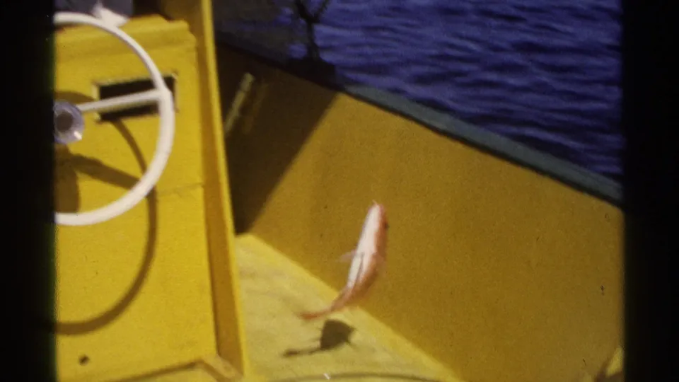 A freshly caught small fish hangs above the yellow boat deck in this 1975 8mm fishing scene from Guaymas, Mexico.