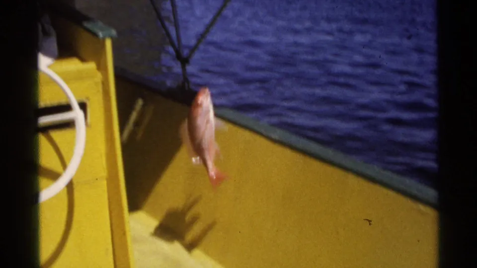A small fish dangles by the fishing line above the yellow deck, with calm coastal water in the background.