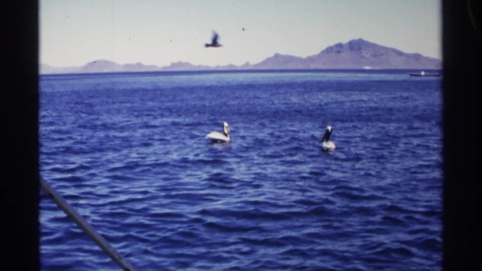 Guaymas coastal water with pelicans swimming and one bird flying above the surface, backed by a hazy mountain horizon.