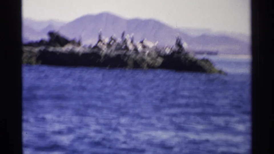 1975 Guaymas frame with a clustered flock on shoreline rocks, blue sea in the foreground, and hazy mountains beyond.