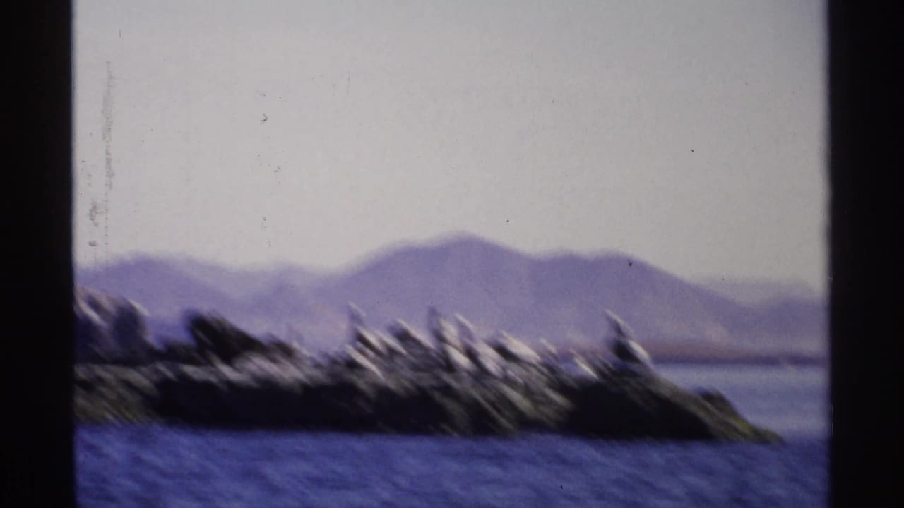 Pelicans perched on low rocks across blue water with distant mountains behind them.