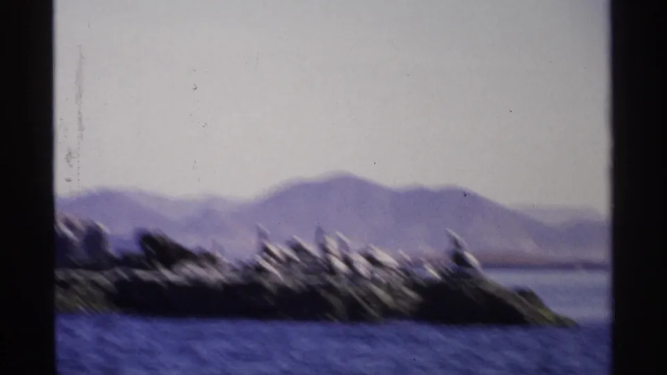1975 Guaymas 8mm frame showing pelicans clustered on rocky shoreline across blue water with hazy mountains in the background.