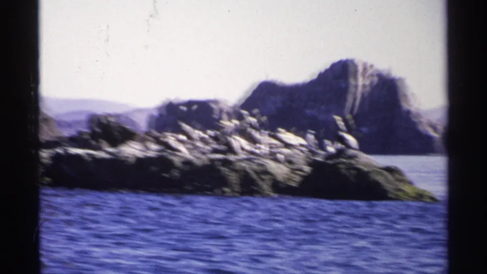 Vintage 8mm coastal view of pelicans gathered on rugged rocks near Guaymas, with ocean and hazy mountains behind.