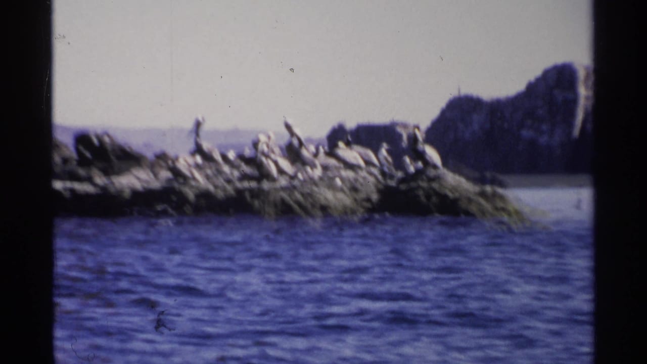 Pelicans or seabirds resting on a low rocky island across choppy blue water.