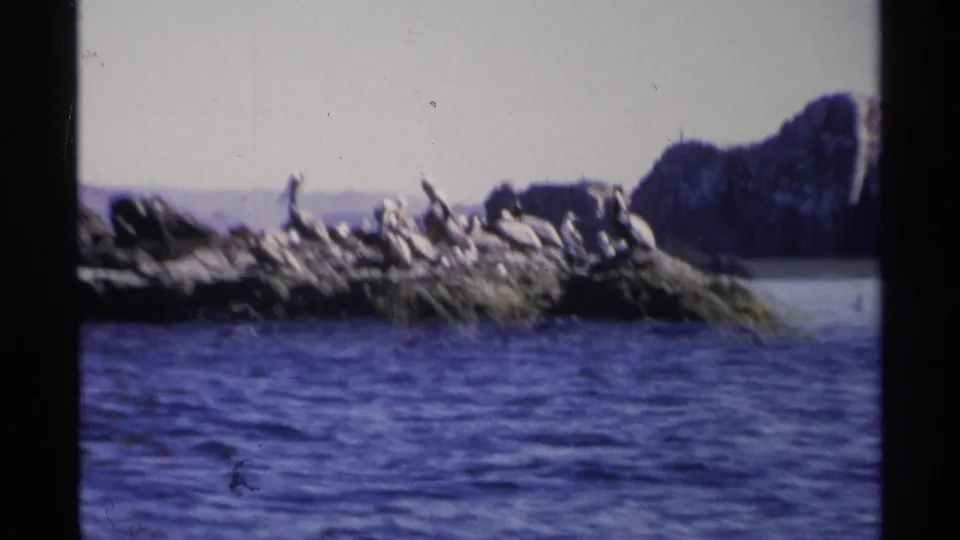 1975 Guaymas, Mexico 8mm frame showing seabirds clustered on a rocky island viewed from a boat, with water in the foreground.