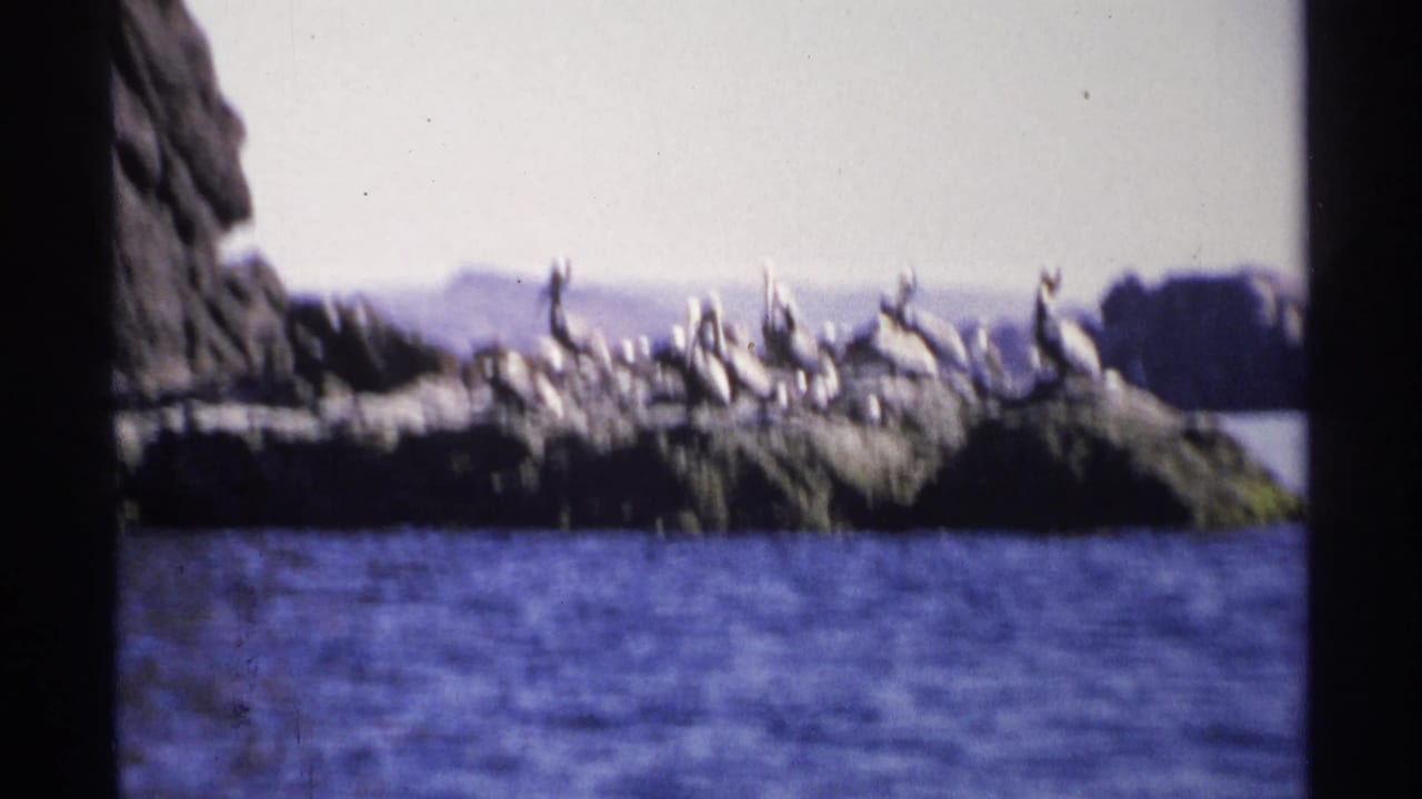 Bird colony on a rocky outcrop with a tall dark rock rising behind it.