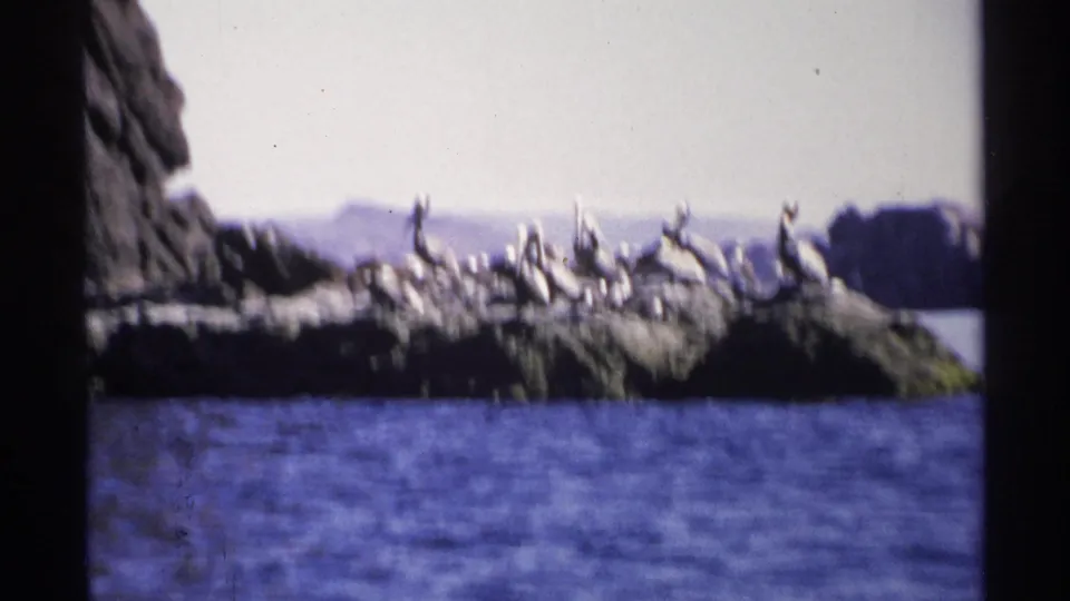 1975 Guaymas coastal view of pelicans or seabirds on a rocky outcrop, partly divided by a dark film-frame edge.