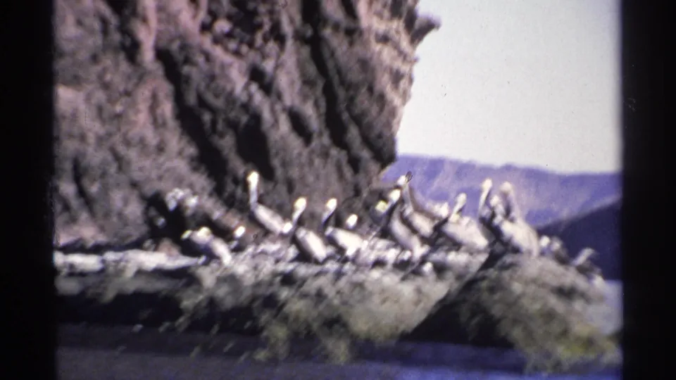 Closer 8mm view from Guaymas showing seabirds gathered along a rough rock edge, with soft focus and distant hills behind.