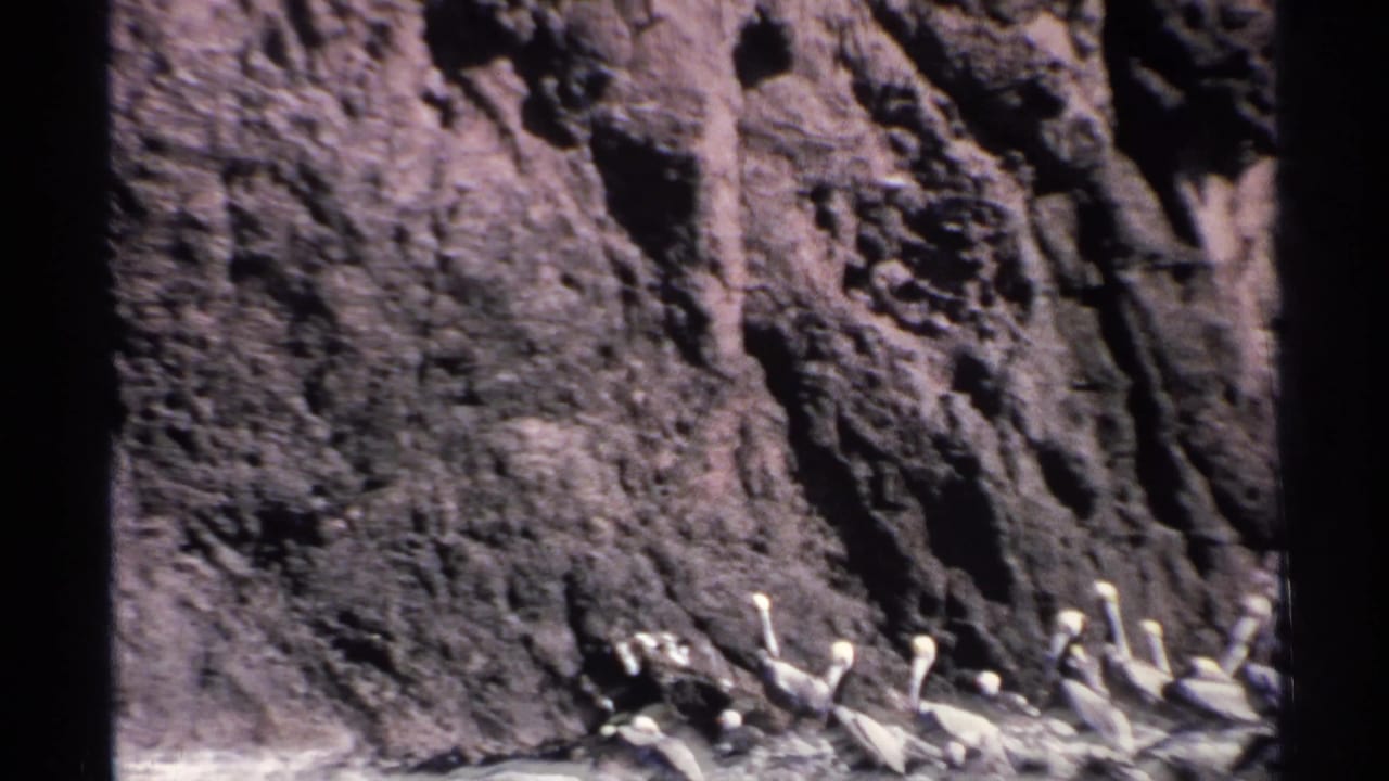 Pelicans resting on a narrow rocky ledge below a dark cliff face.
