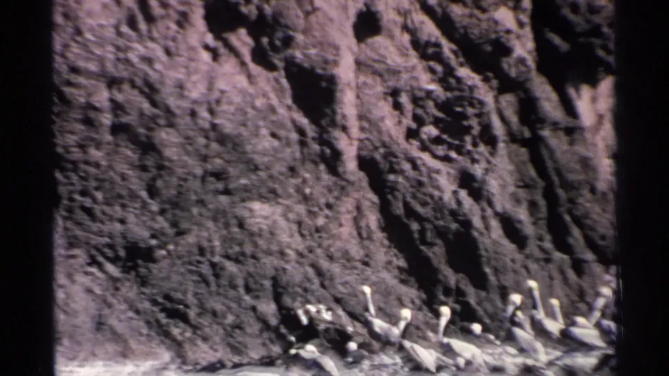 1975 Guaymas home-movie frame showing pelicans clustered on rocks beneath a steep coastal cliff.