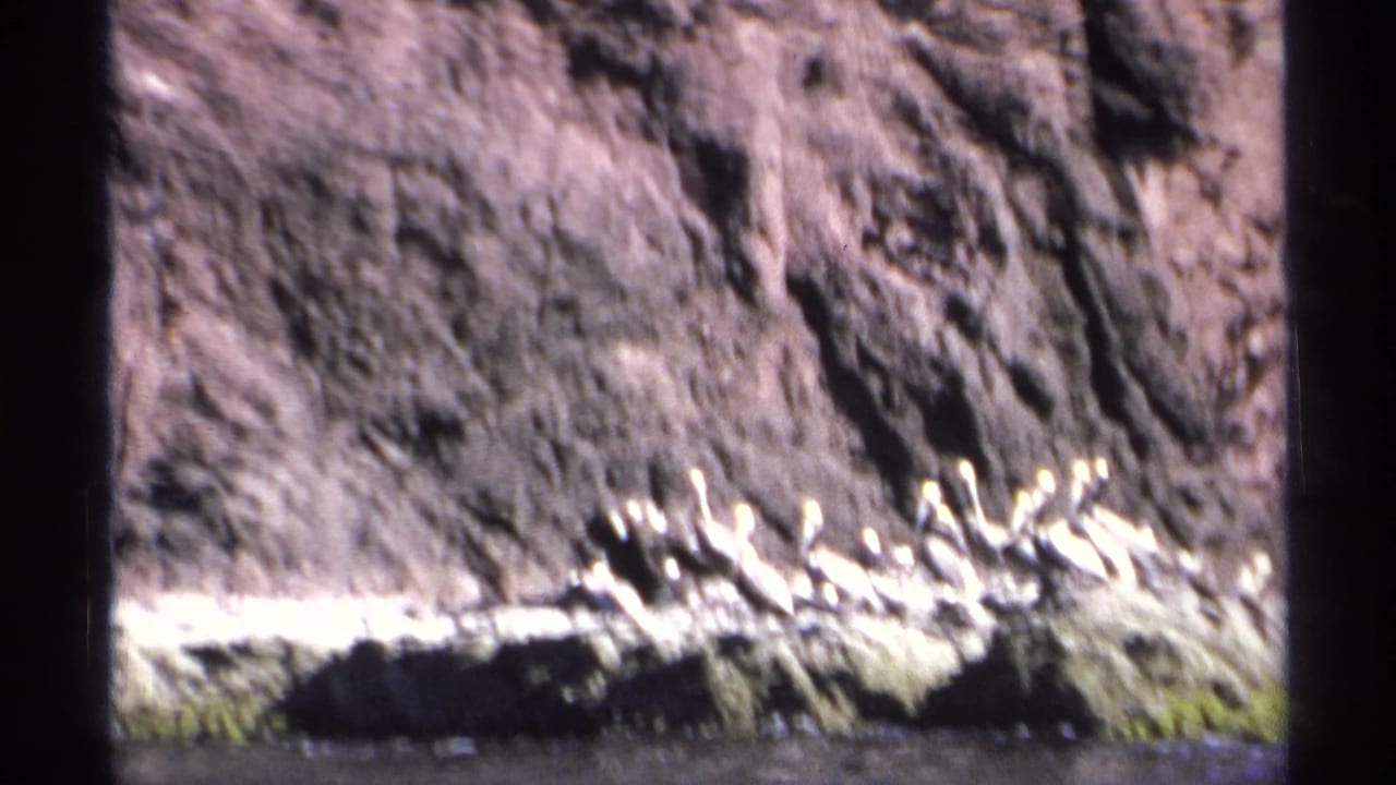 A line of pelicans sits on a bright rock shelf beside dark coastal cliffs.