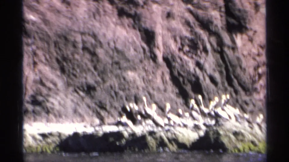 Pelicans rest on a sunlit shore ledge in Guaymas, Mexico, with dark rock rising behind them.