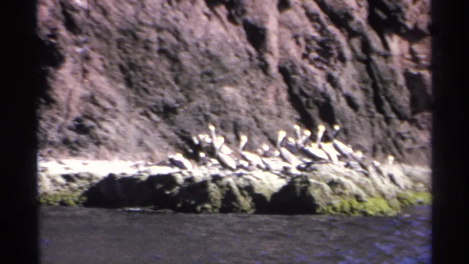 1975 8mm frame of pelicans on a rocky waterline below the dark cliff at Guaymas.