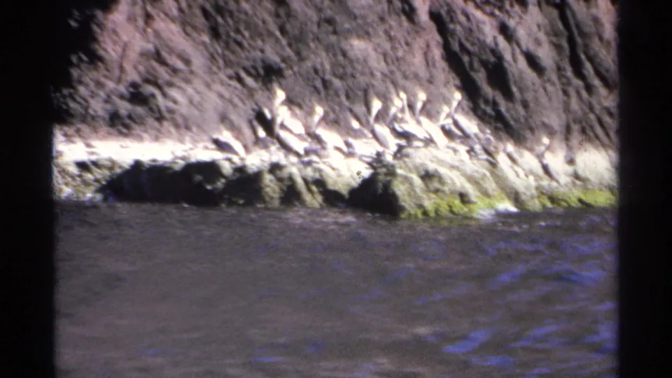 Guaymas shoreline frame with pelicans on a low rock ledge, rippled water in front, and cliff behind.