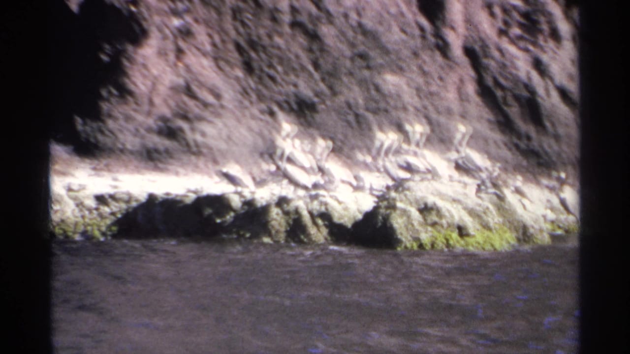 White birds resting on a narrow ledge below a rocky cliff with dark water in front.