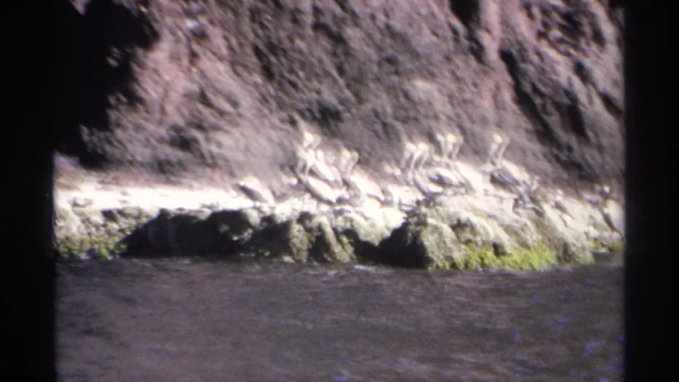 1975 Guaymas, Mexico 8mm frame showing white birds on a rocky shoreline ledge beneath a steep cliff, with dark rippling water in the foreground.