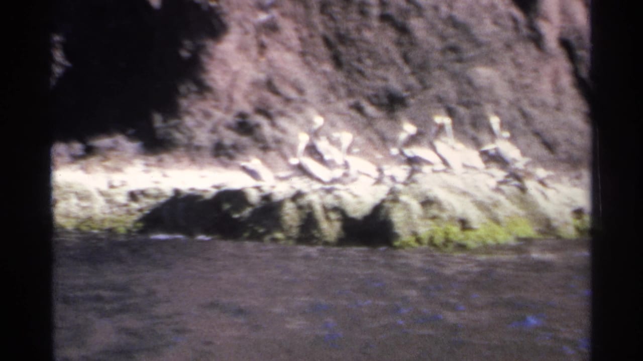 Flock of white birds lined along a rocky ledge beneath a sunlit cliff edge.
