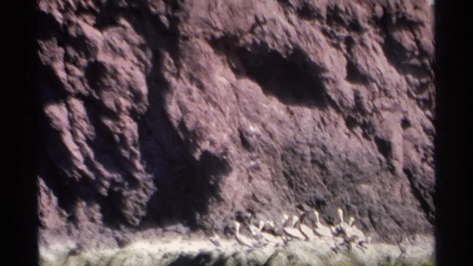 1975 Guaymas, Mexico 8mm frame emphasizing the rugged cliff wall, with small white birds visible along the ledge near dark water.