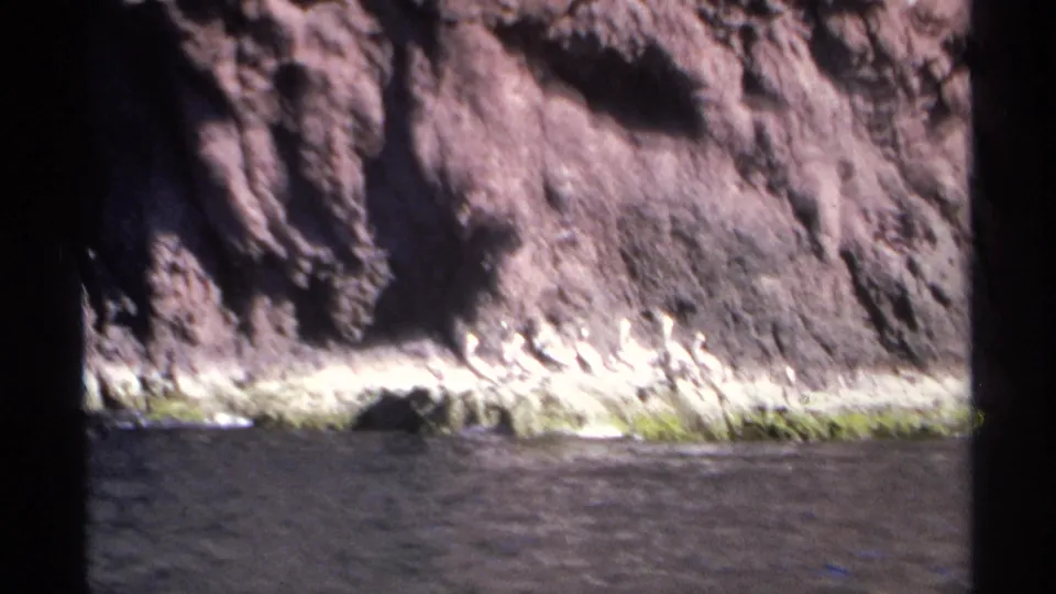 1975 Guaymas, Mexico 8mm frame showing birds along a shoreline ledge beneath a rugged cliff, with dark water and film-frame shadows visible.