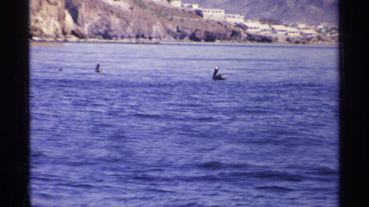 Several birds floating on open water below distant cliffs and buildings.