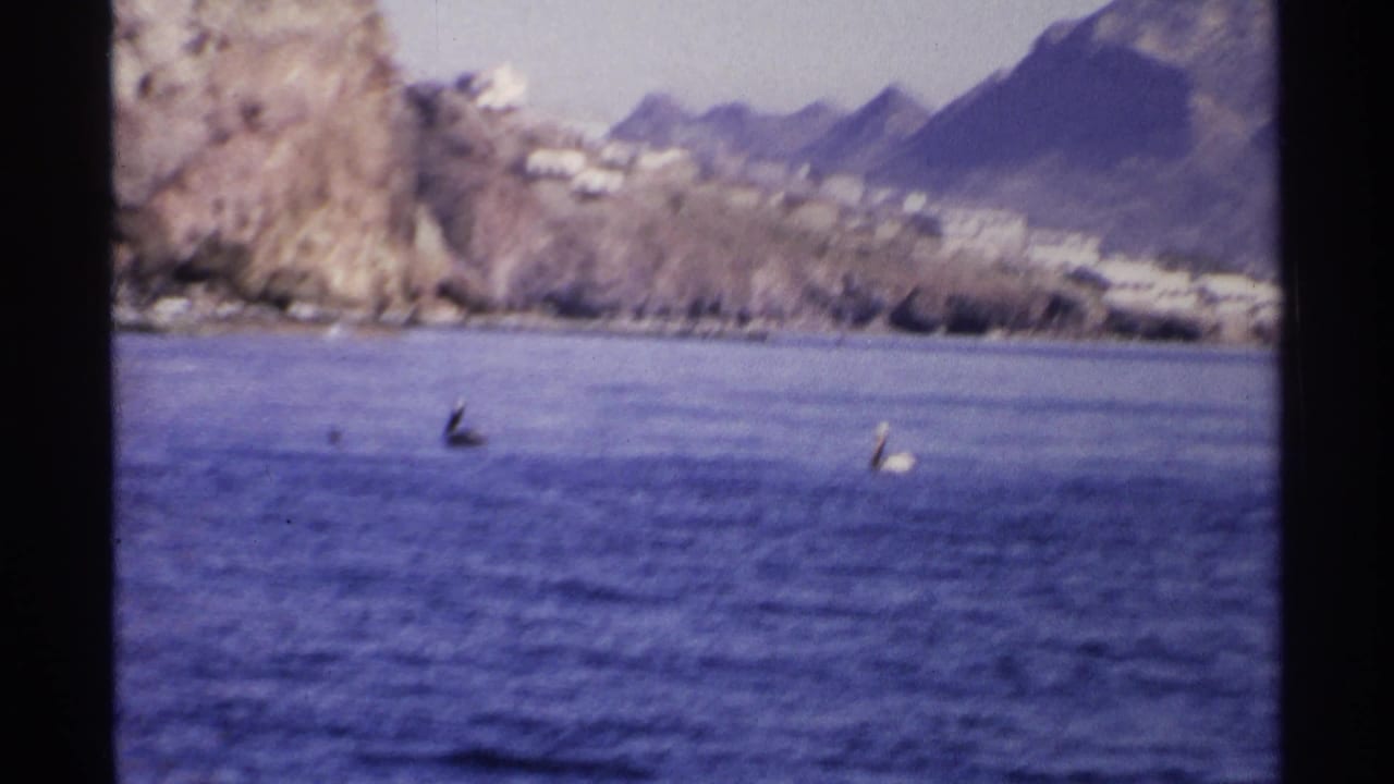 Pelicans on the water near a rocky shore with mountains behind.