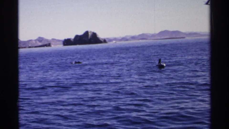1975 Guaymas home-movie view of pelicans on rippled sea, a dark rocky island, far coastline, and hazy mountains.