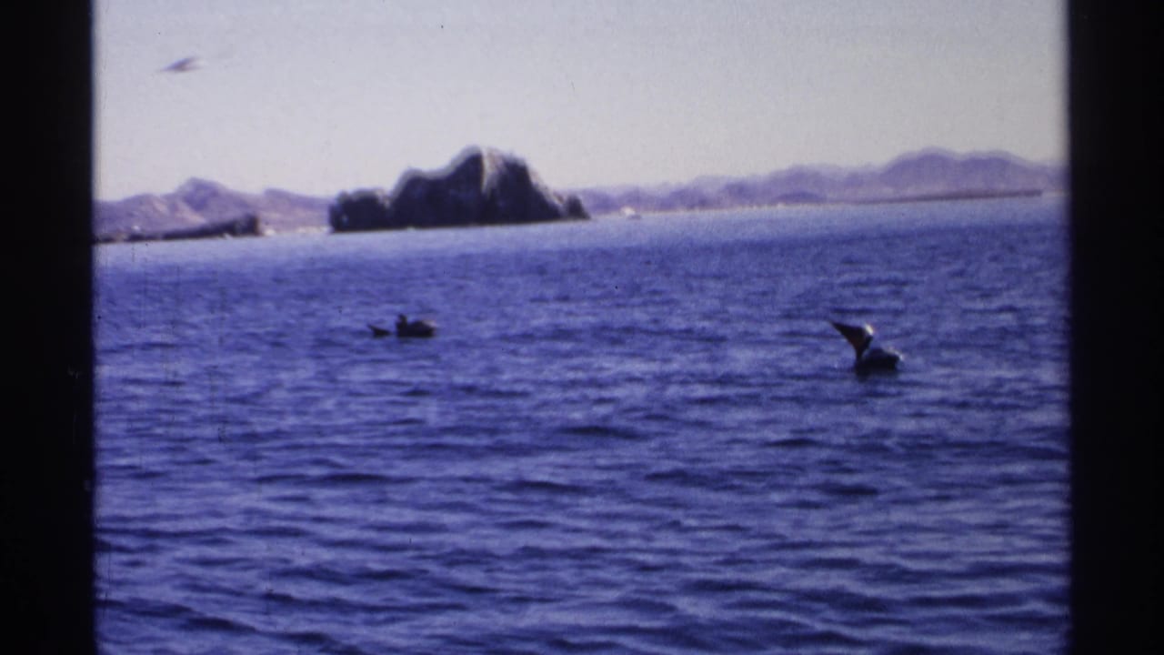 1975 Guaymas home-movie frame showing pelicans on blue ocean water with a rocky island form and arid mountains beyond.