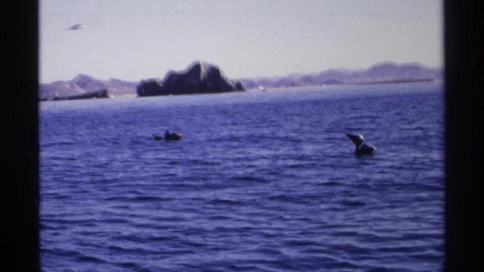 1975 Guaymas home-movie frame showing pelicans on blue ocean water with a rocky island form and arid mountains beyond.