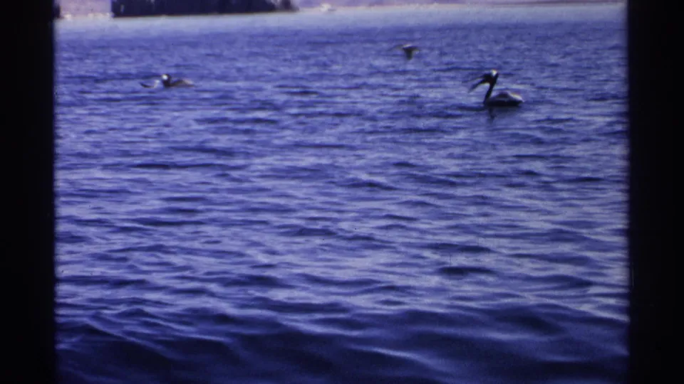 1975 Guaymas coastal frame with pelicans on rippled ocean water and a faint shoreline near the top edge.