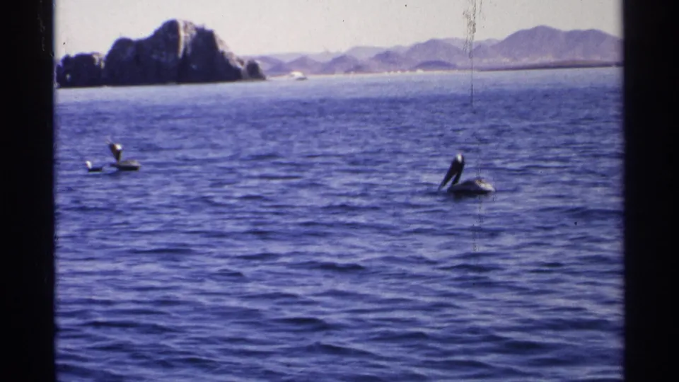 1975 Guaymas 8mm frame showing two pelicans on open water, backed by rocky coastal forms and distant arid mountains.