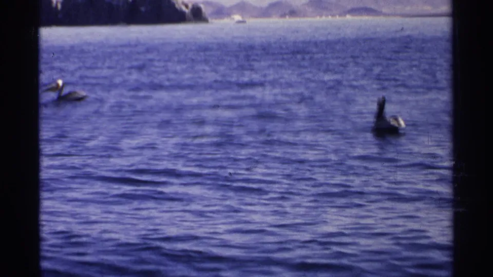 1975 Guaymas coastal home-movie frame with pelicans on blue water and muted rocky shoreline beyond.
